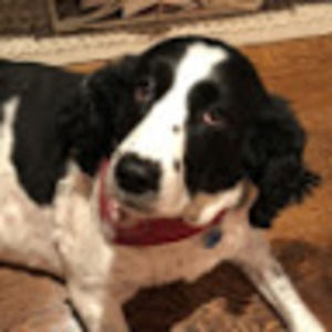 Meet your Posher, Ben